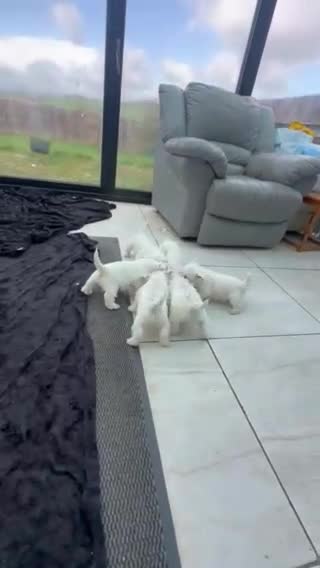 West Highland Terrier dogs for sale: West Highland Terrier Puppies Manchester - Video 2