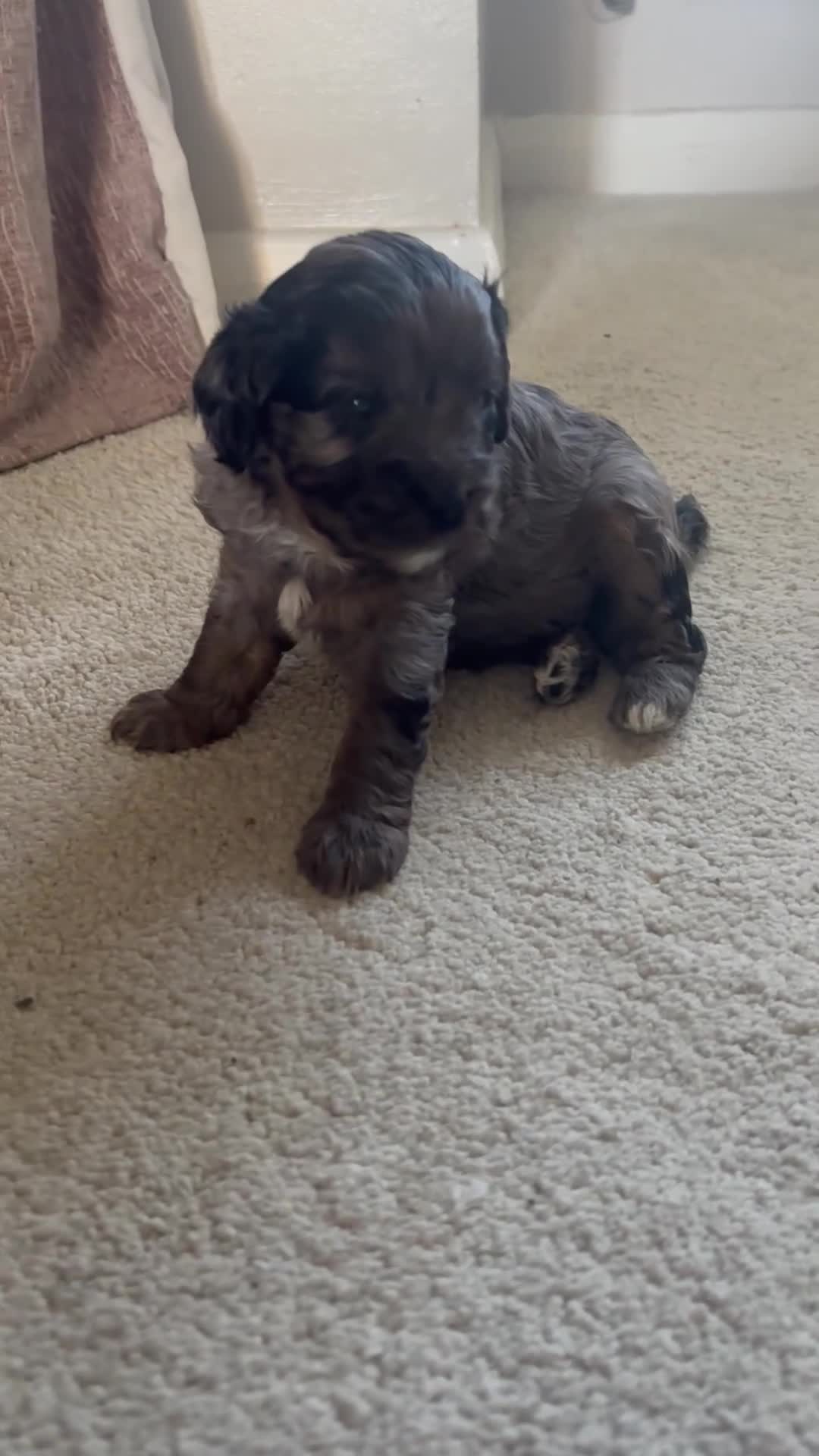 Cavapoo dogs for sale: 4 Beautiful Cavapoo puppies - Video 2