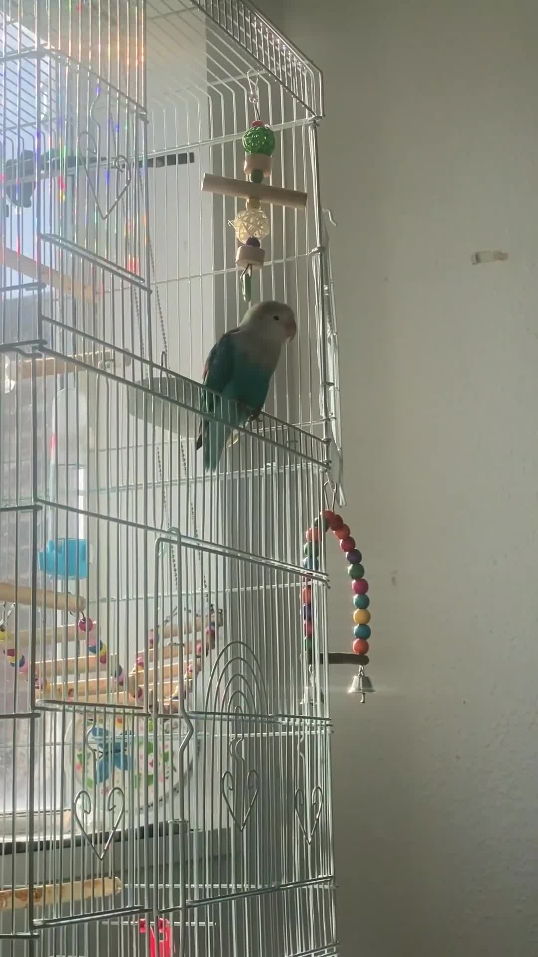 Lovebirds birds for sale: Selling Fischer’s Lovebird (PRICE IS NEGOTIABLE) - Video 2