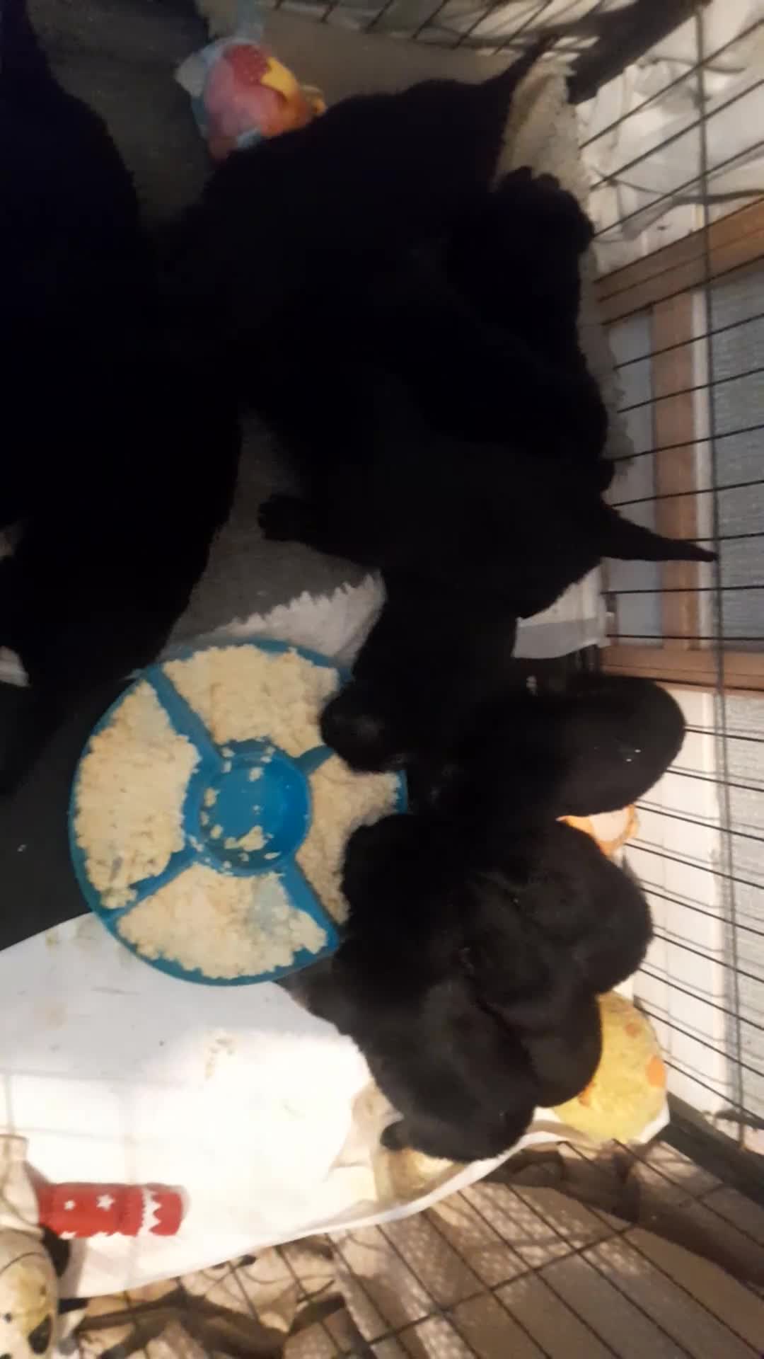 German Shepherd dogs for sale: Stunning German shepherd puppies - Video 1