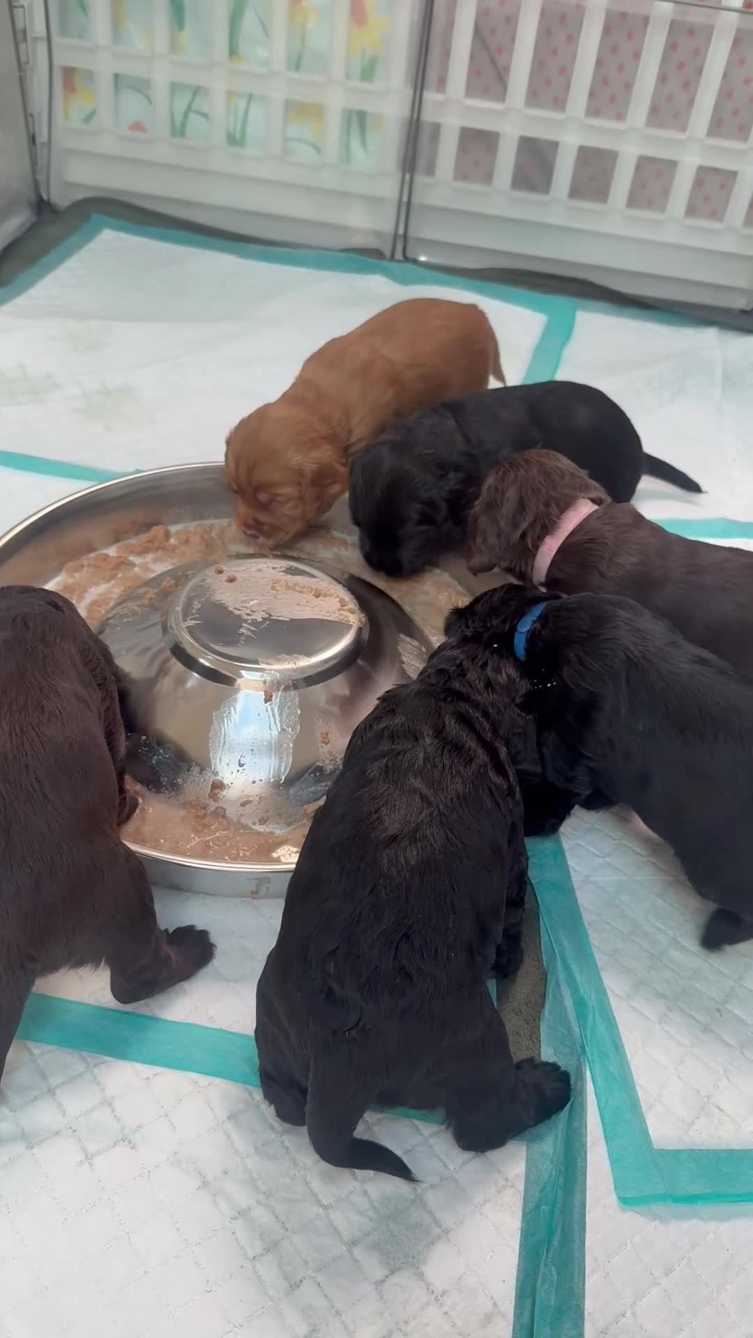 Cocker Spaniel dogs for sale: Fully health tested, KC Registered Cocker Spaniels in Chelmsford - Video 2