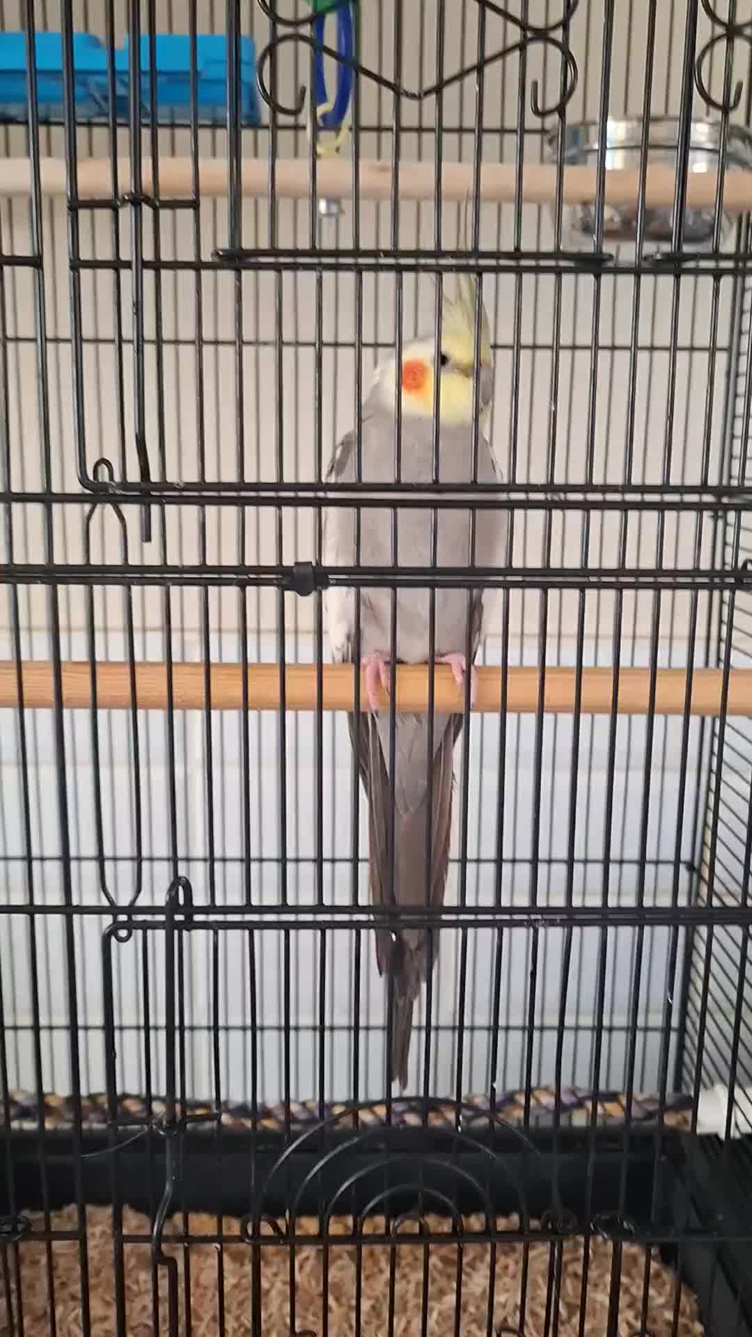 Cockatiels birds for sale: Male Cockatiel and large cage  in Hull - Video 1