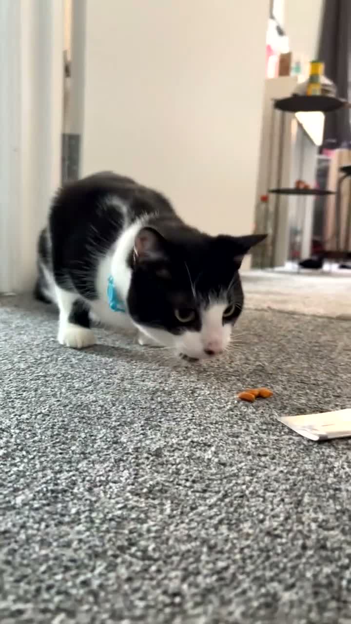 Mixed Breed cats for sale: My goose boy  in Scarborough - Video 1