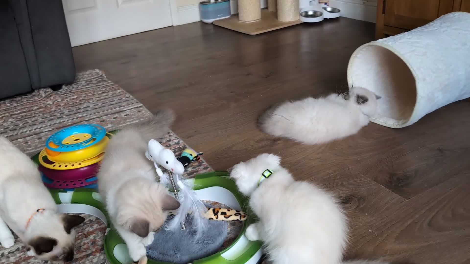 Ragamese cats for sale: 🐾💎Ragdoll X Siamese (Ragamese) Kittens💎🐾 - Video 2