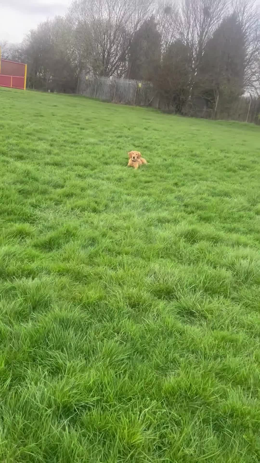 Golden Retriever dogs for sale: Trained Golden Retriever for sale  - Video 2