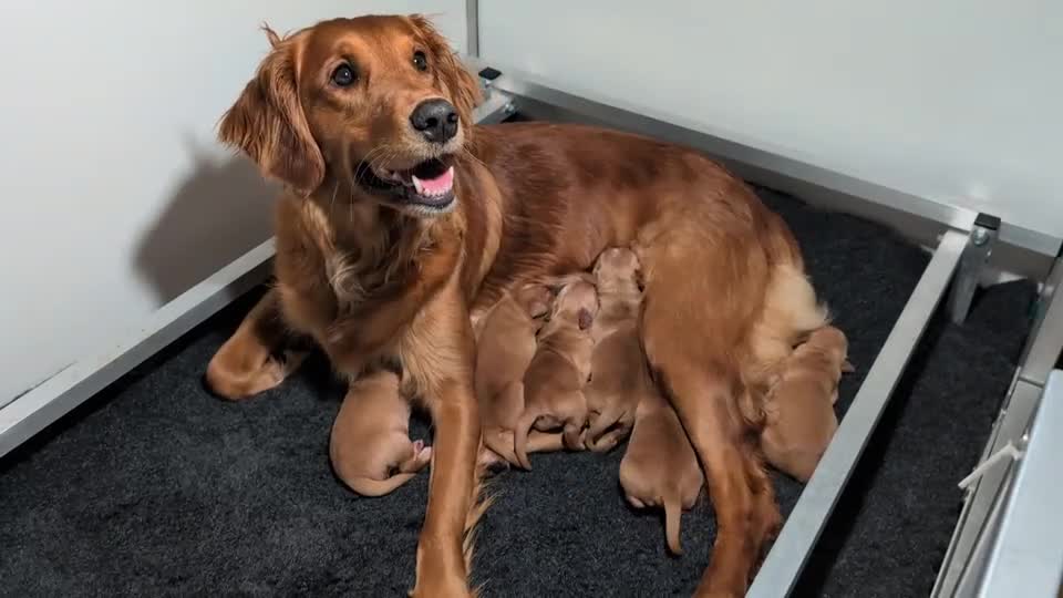Golden Retriever dogs for sale: KC Registered Working Golden Retriever Puppies - Video 4
