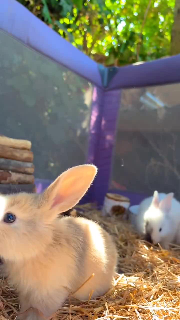 Mini Lop rabbits for sale: 🐰 Adorable Pure Mini Lop Babies Friendly 🐰 - Video 3