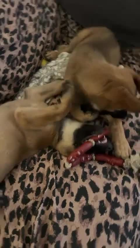 Mixed Breed dogs for sale: Belgian Malinois x German shepherd - Video 3