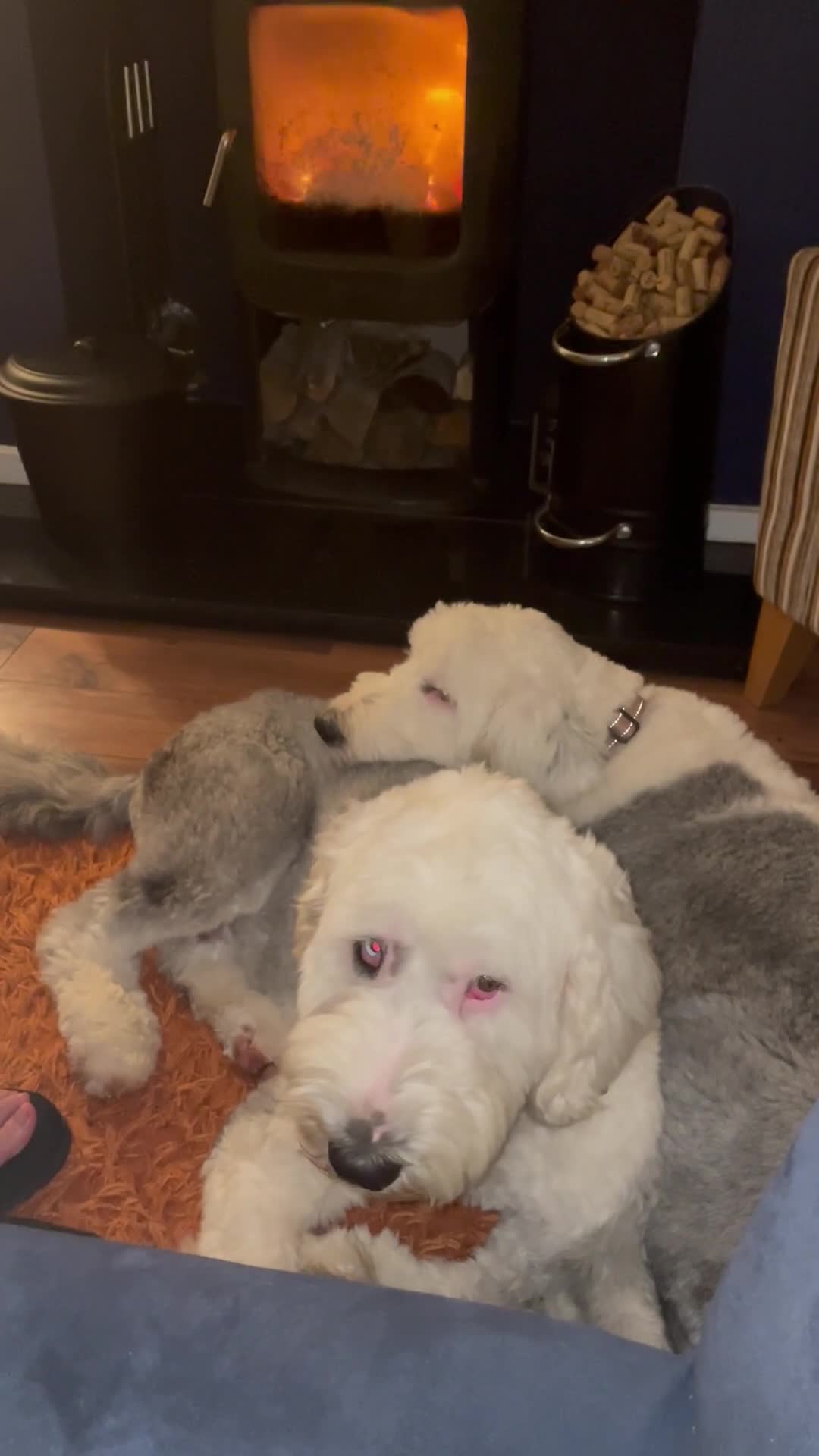 Old English Sheepdog dogs for sale: Old English puppies - Video 2