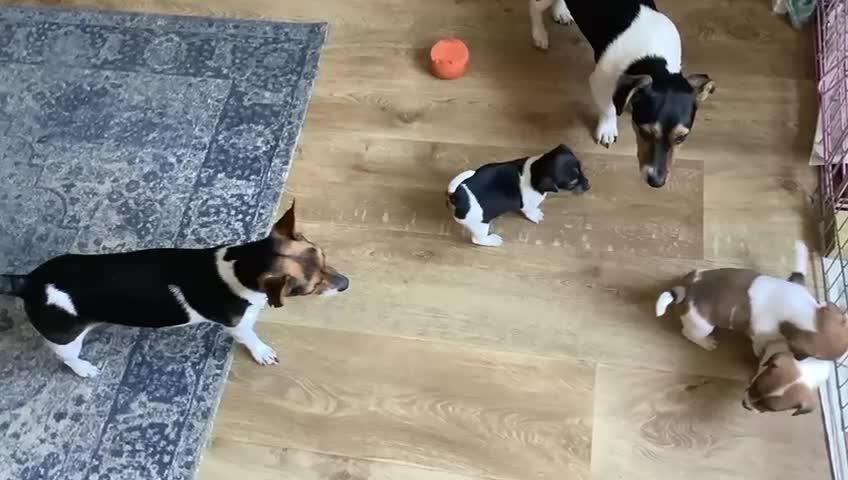 Jack Russell dogs for sale: Jack Russel Pups Short Legged - Video 2