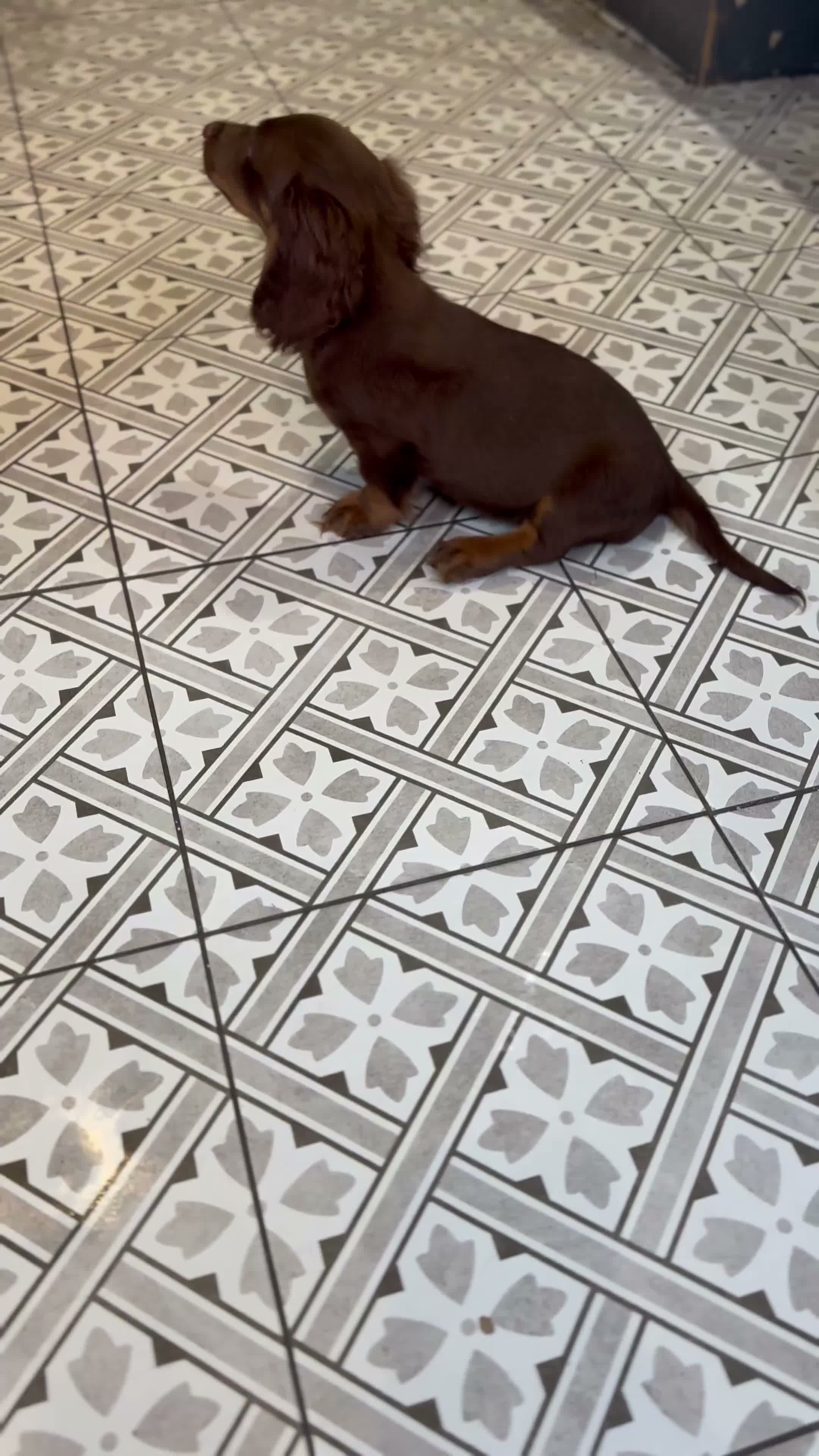Miniature Dachshund dogs for sale: Dachshund miniature long hair  - Video 2