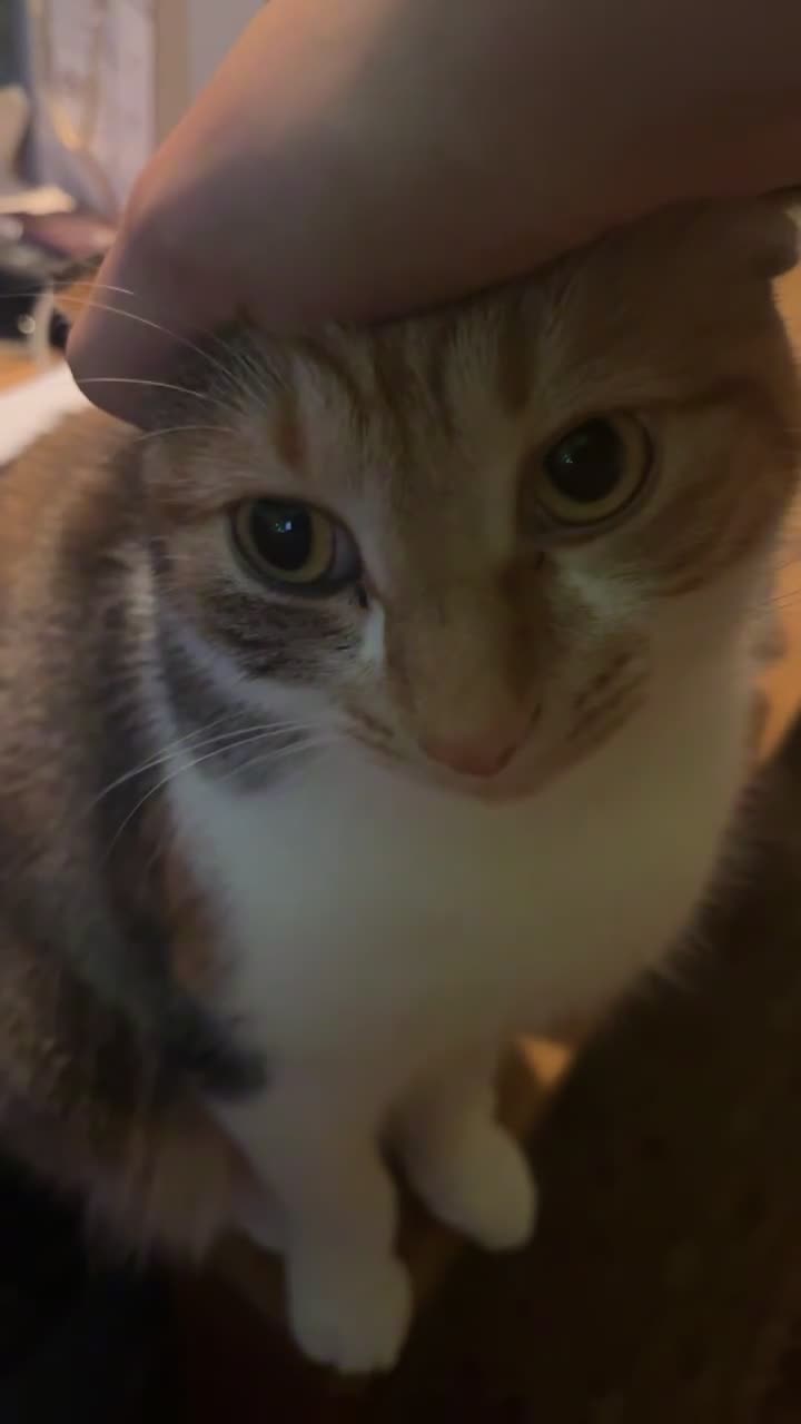 Domestic Shorthair cats for sale: 3 Year old Calico - Video 2