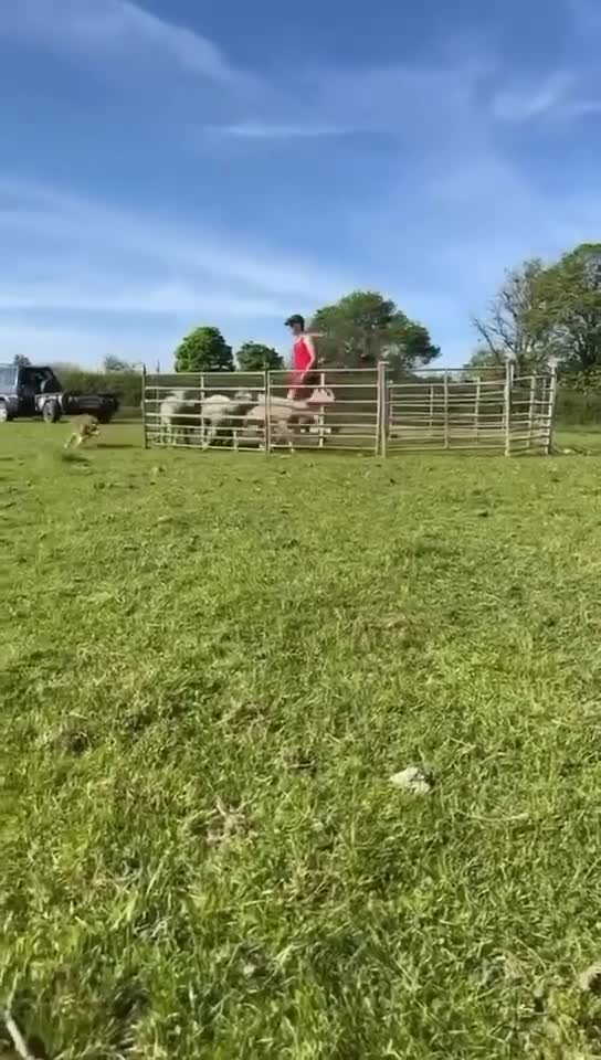 Border Collie dogs for sale: Potential young sheepdog - Nanw - Video 1