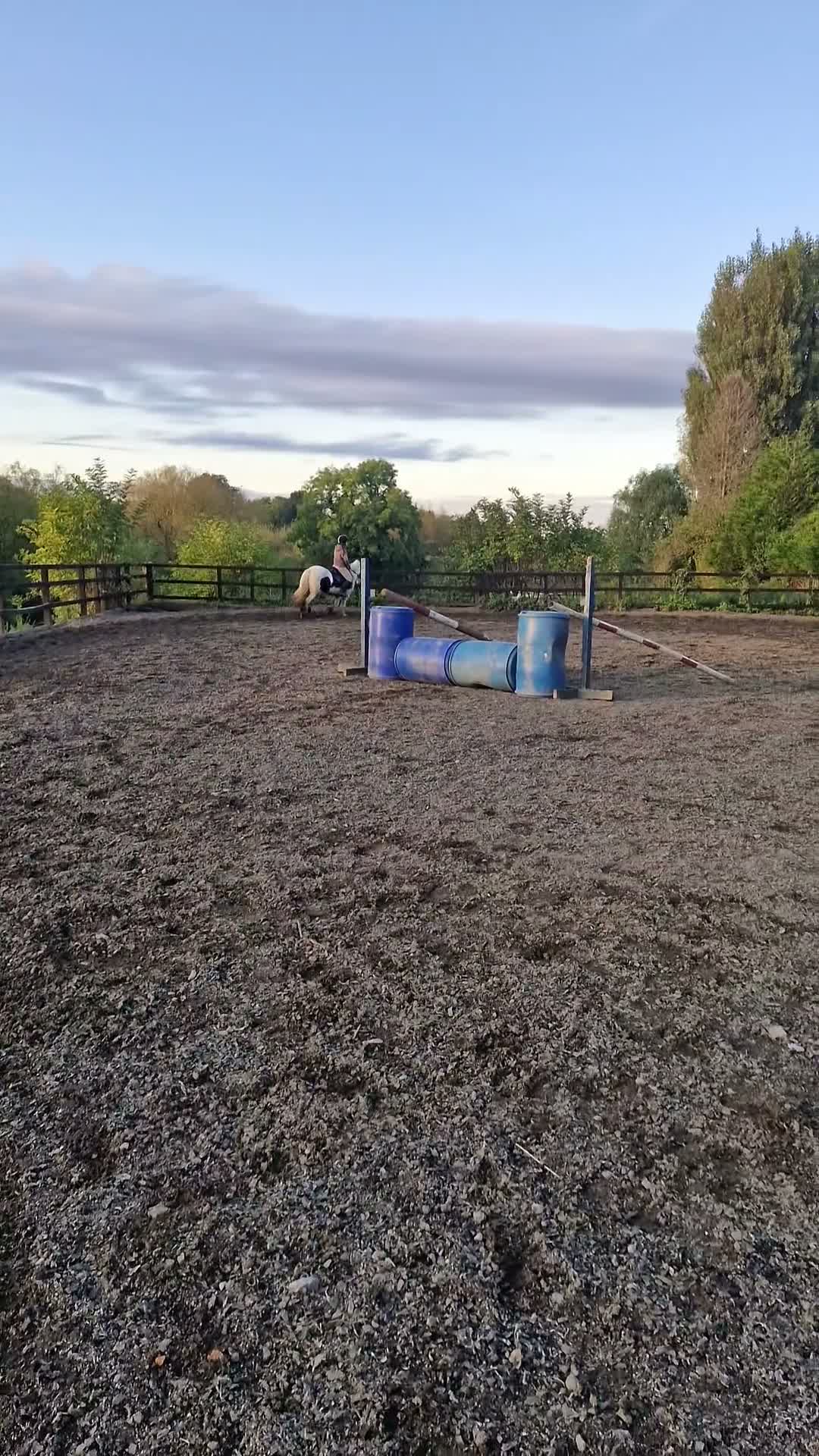Irish Cob horses for sale: Bindi the unicorn - Video 4