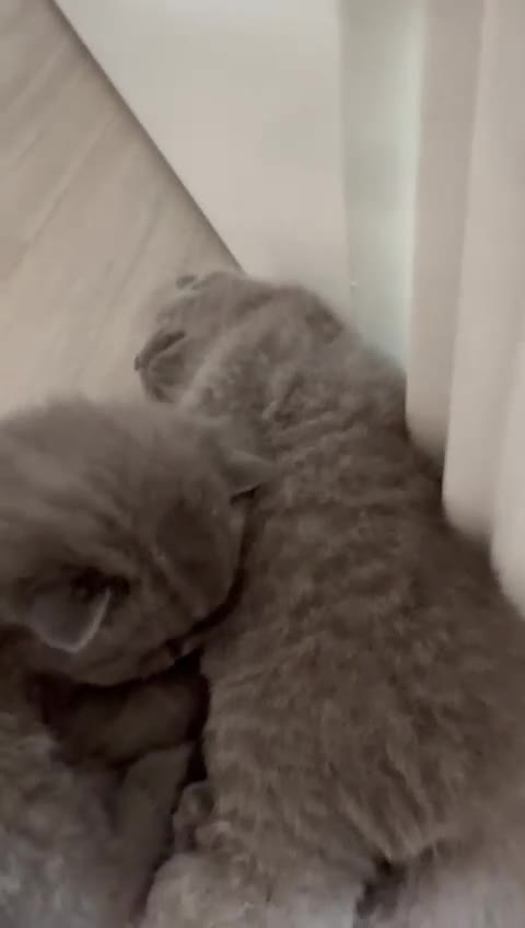 British Shorthair cats for sale: British shorthair blue kittens - pedigree GCCF - Video 1