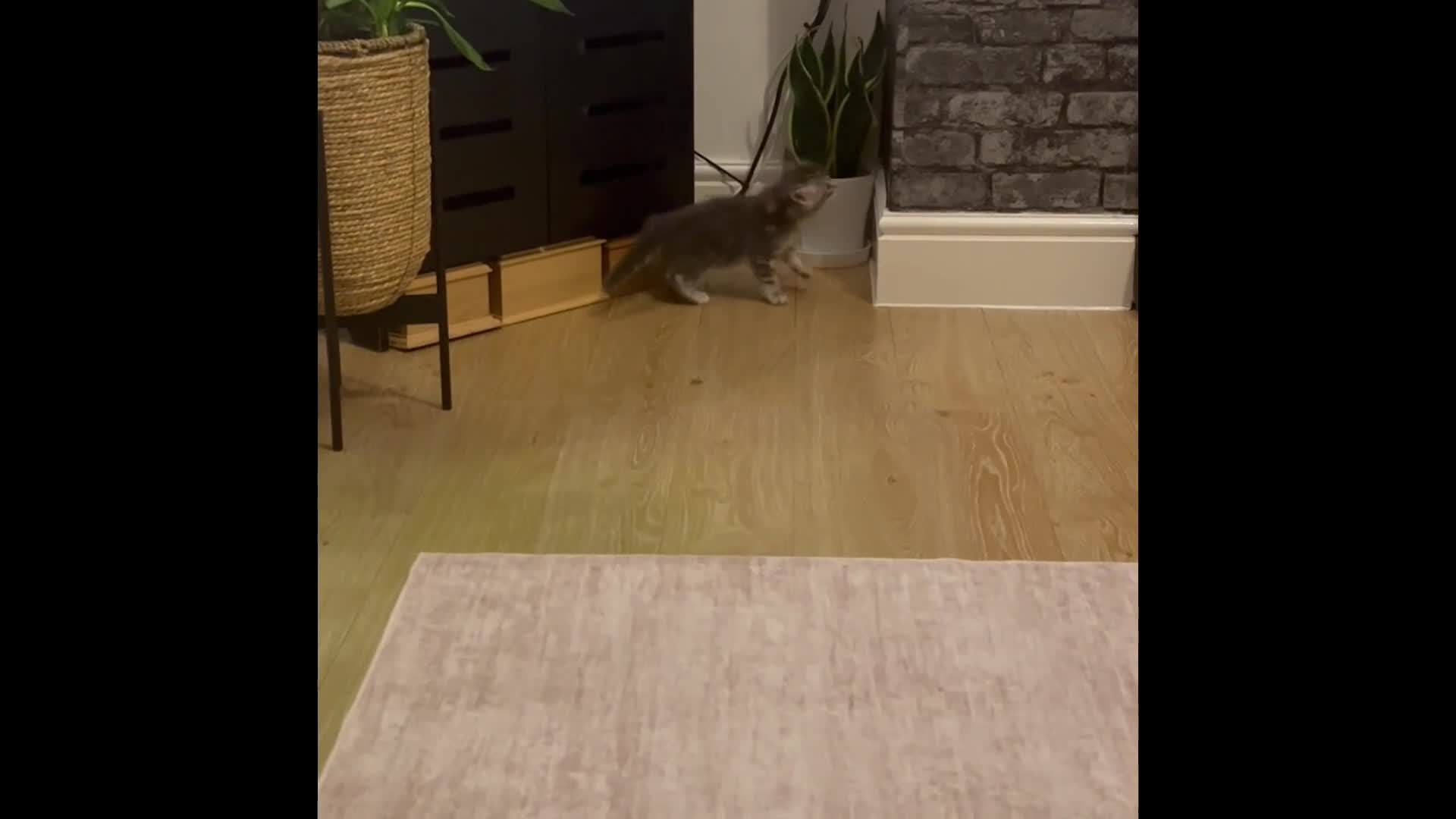 Maine Coon cats for sale: Maine coon kittens GCCF registered - Video 1