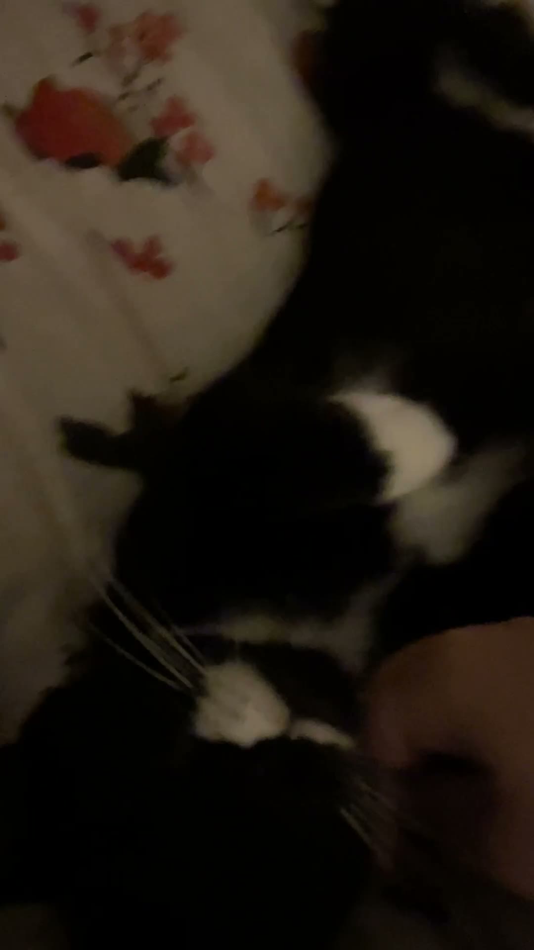 Mixed Breed cats for sale: 1 year old female. Neutered - Video 1