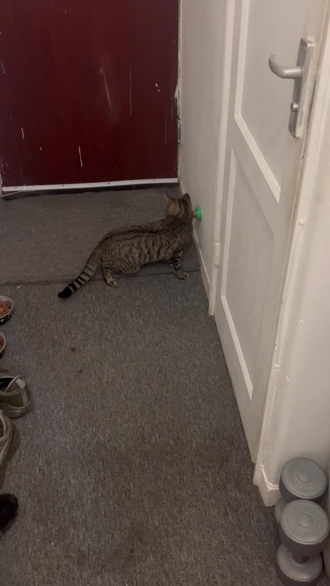 Bengal cats for sale: Those are two adult cat  - Video 1