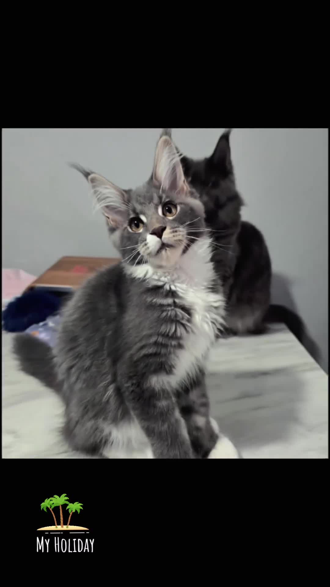 Maine Coon cats for sale: Ready now boys Mainecoon tica registered  - Video 2
