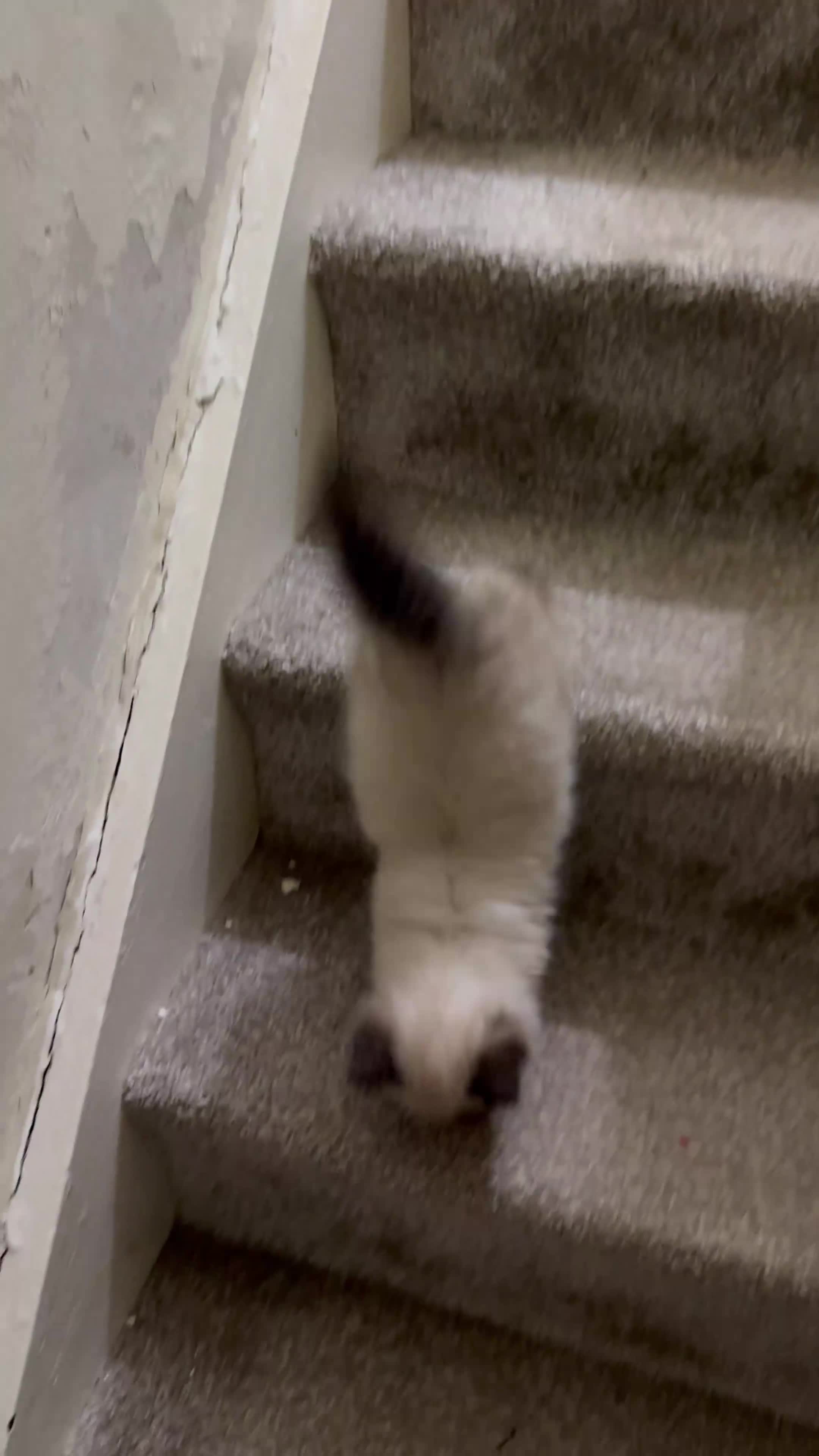 Ragdoll cats for sale: Purebred Seal Point Male Ragdoll Kitten - Video 2