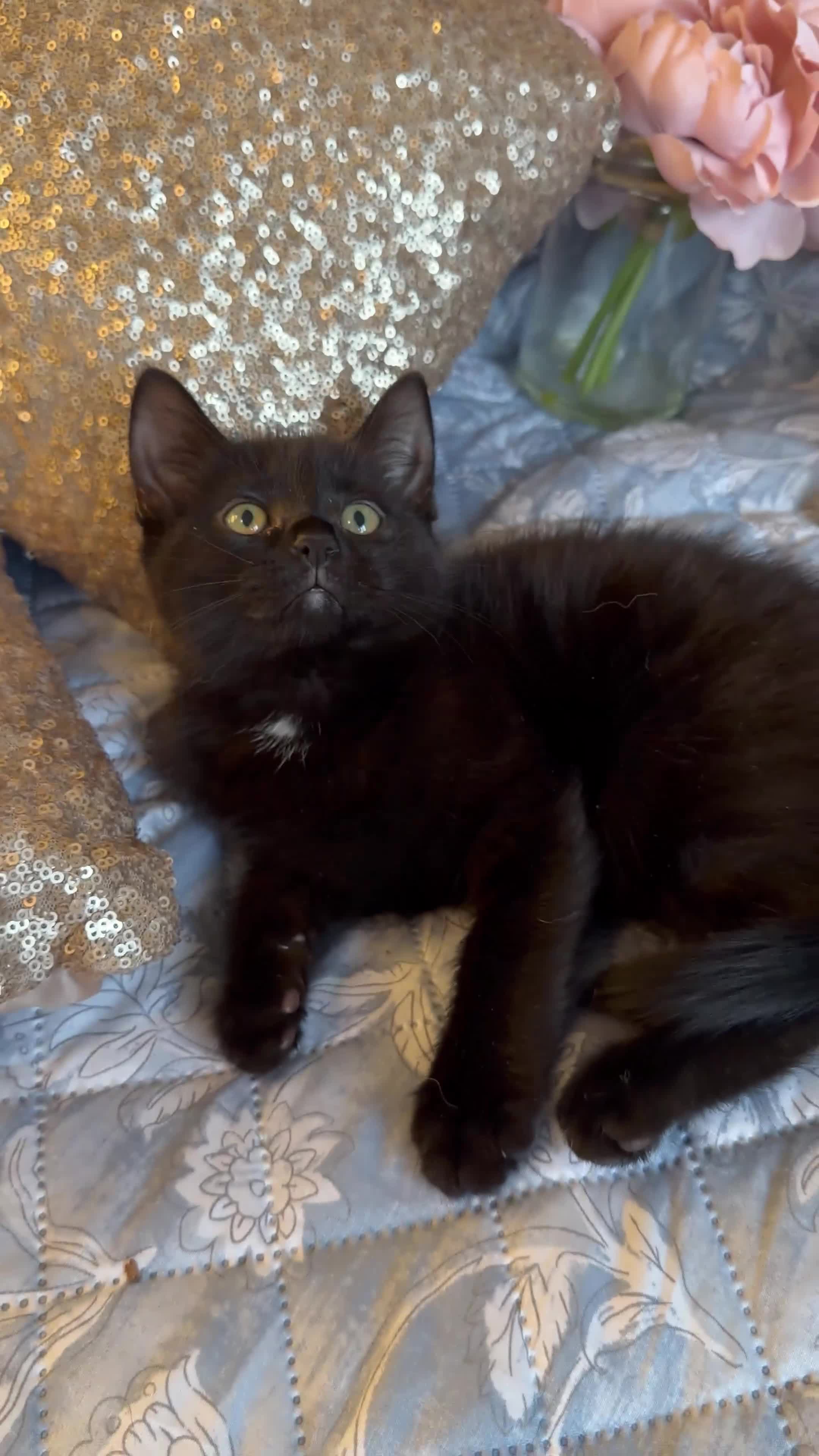 British Shorthair cats for sale: Ready Now: Tabby & Dark Brown Kittens 🐾 - Video 1