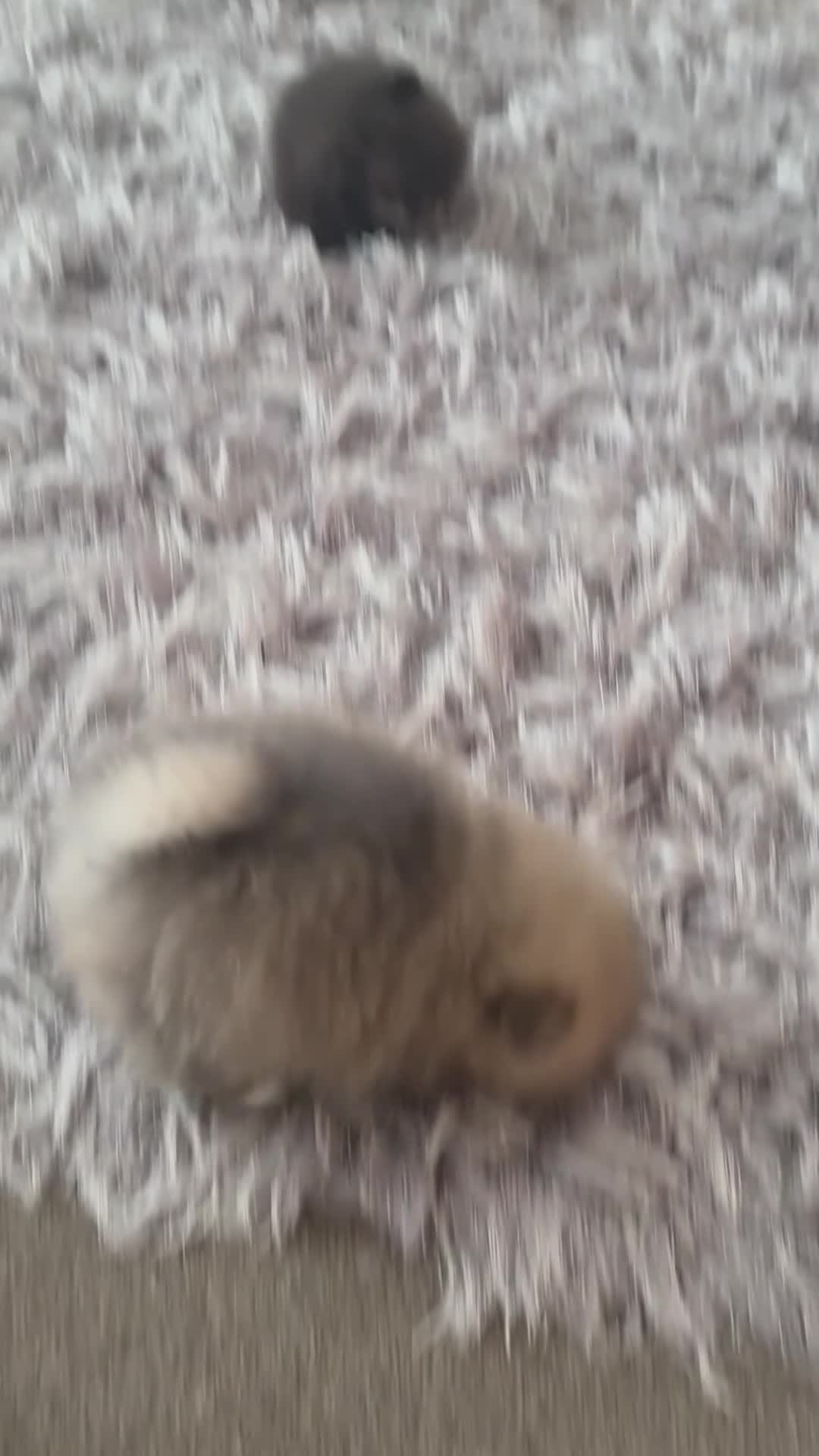 Pomeranian dogs for sale: Pomaranian  in Grays - Video 1