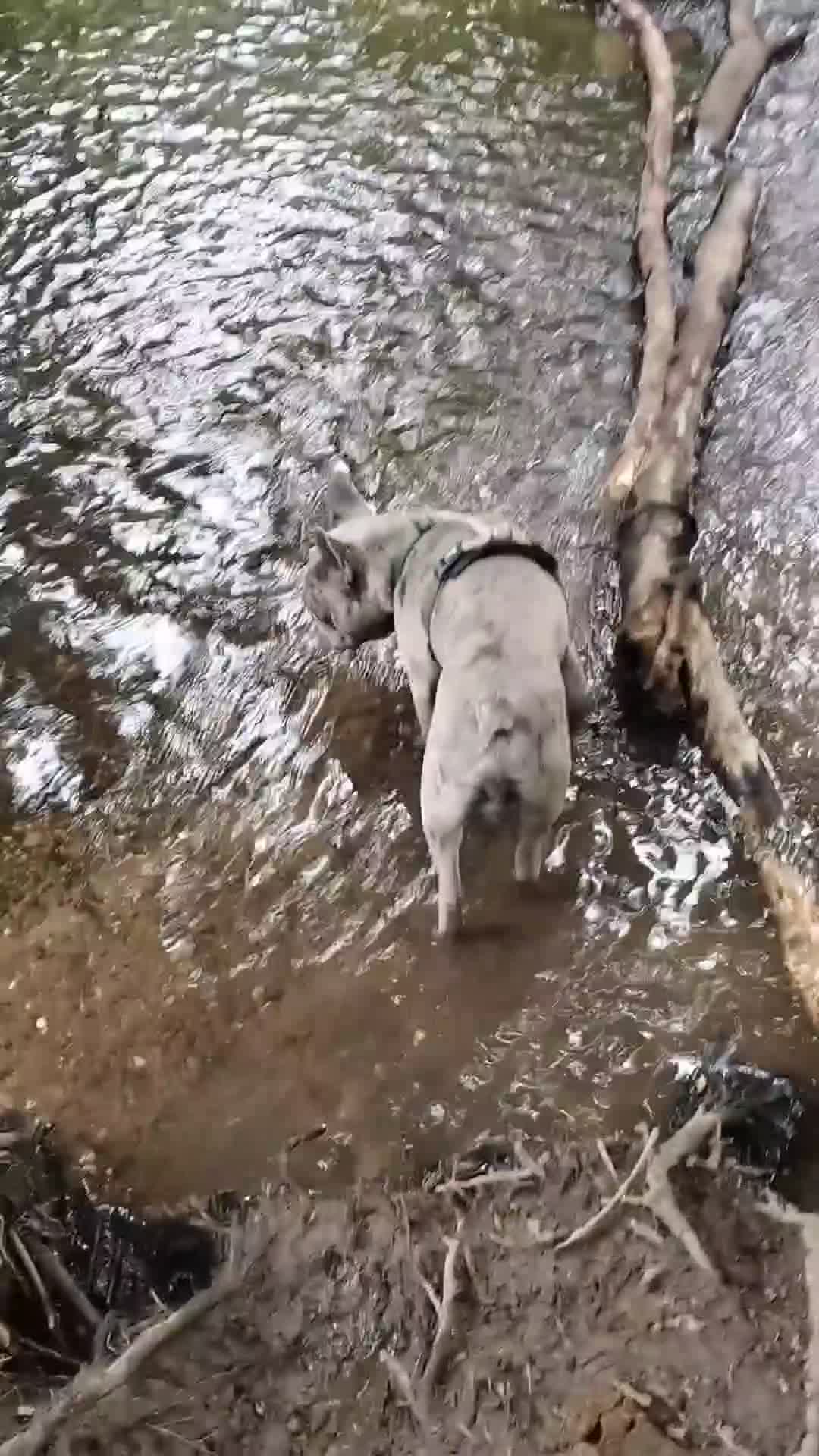 French Bulldog dogs for sale: 2 Year old male Blue Merle Frenchie - Video 2