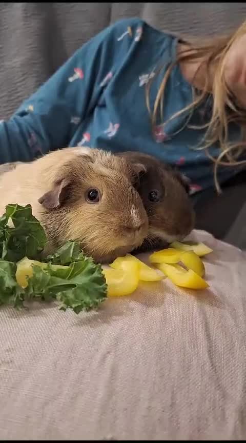 Guinea Pig rodents for sale: Two Gentle Female Guinea Pigs - Video 1