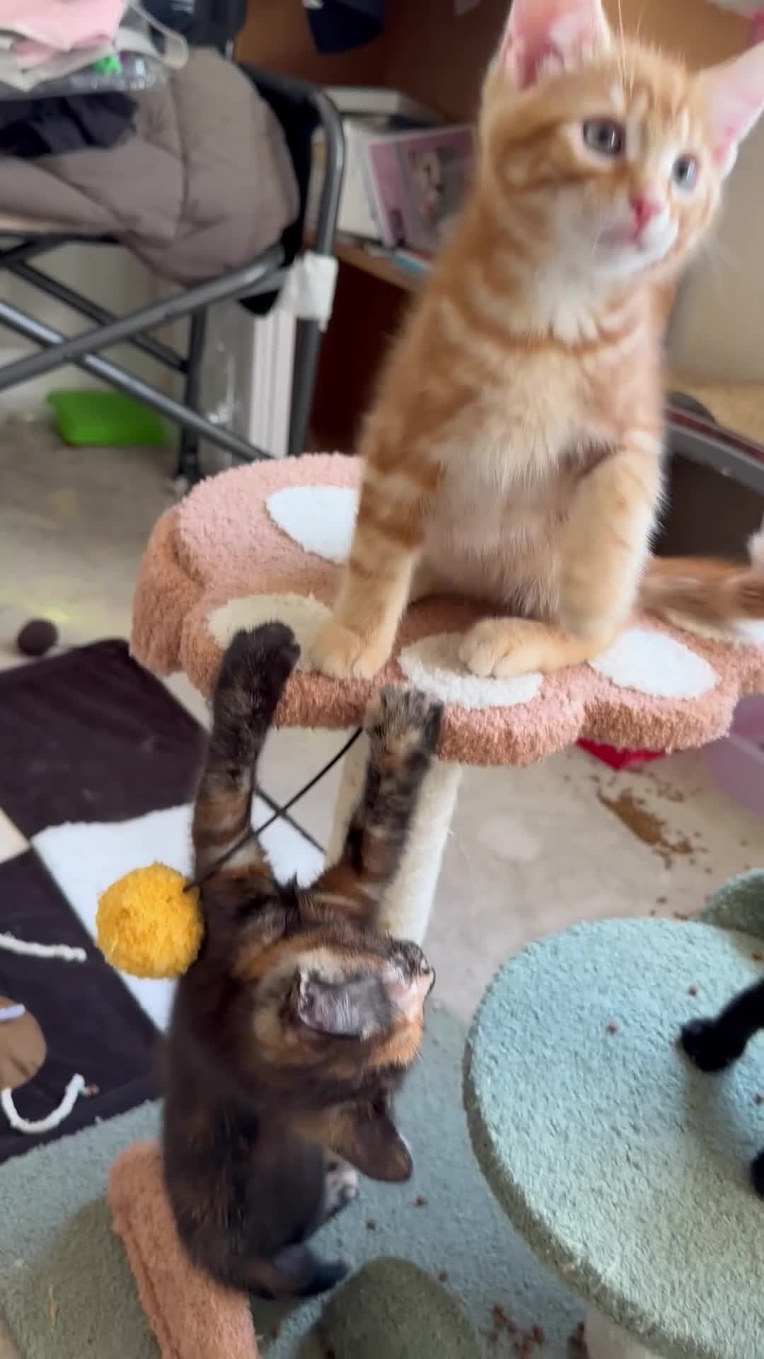 Mixed Breed cats for sale: Amiable bengal&tabby mixed kittens - Video 2