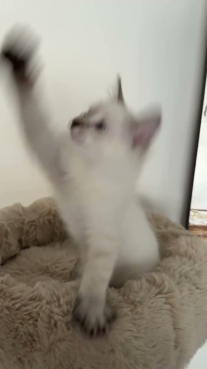 Ragdoll cats for sale: Gorgeous Ragdoll × Siberian Boy - Ready To Leave! - Video 1
