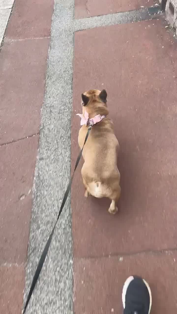 French Bulldog dogs for sale: Beautiful adult female Frenchie - Video 1