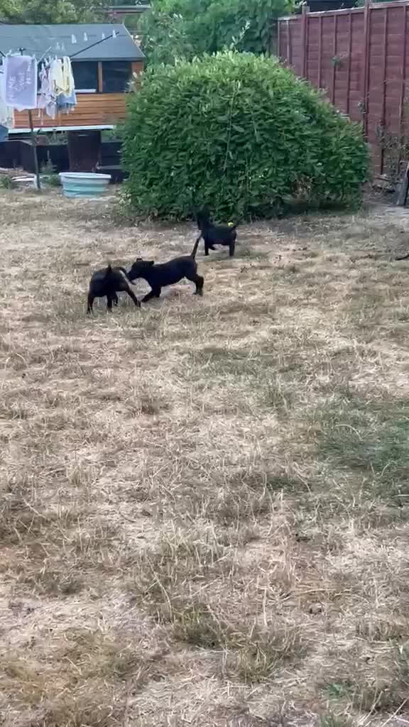 Belgian Shepherd Dog dogs for sale: PURE BREED BELGIAN MALINOIS  in Dunmow - Video 1