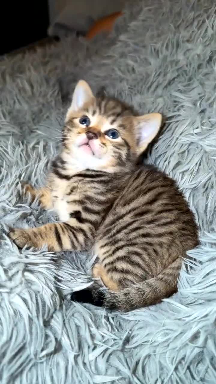 Mixed Breed cats for sale: kitten for sale !!  - Video 2