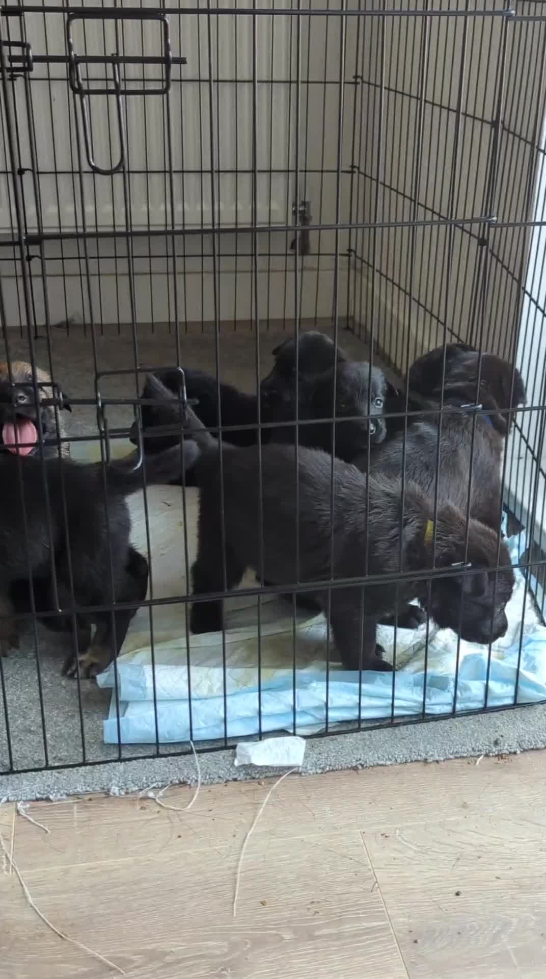 German Shepherd dogs for sale: Black Working Line German Shepherd Puppies - Video 1