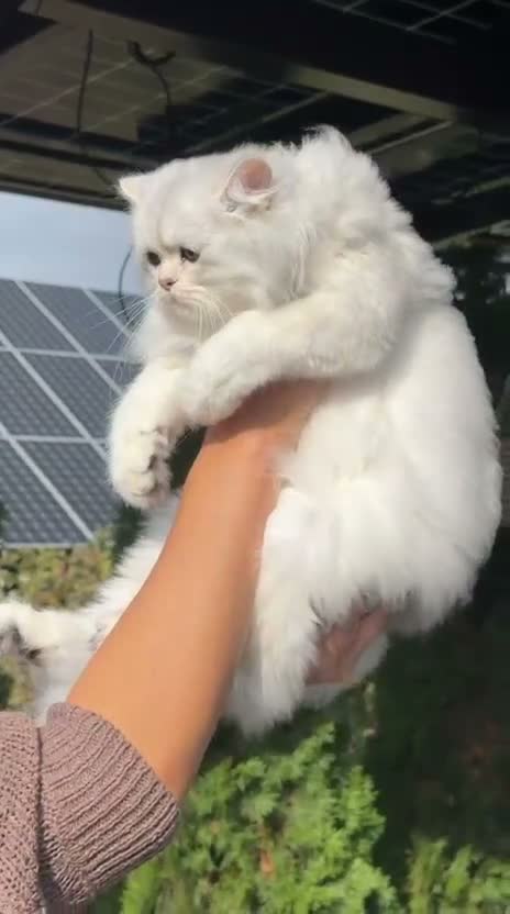 British Longhair cats for sale: Stunning BLH boy Black Golden Sunshine (nv 12) - Video 3