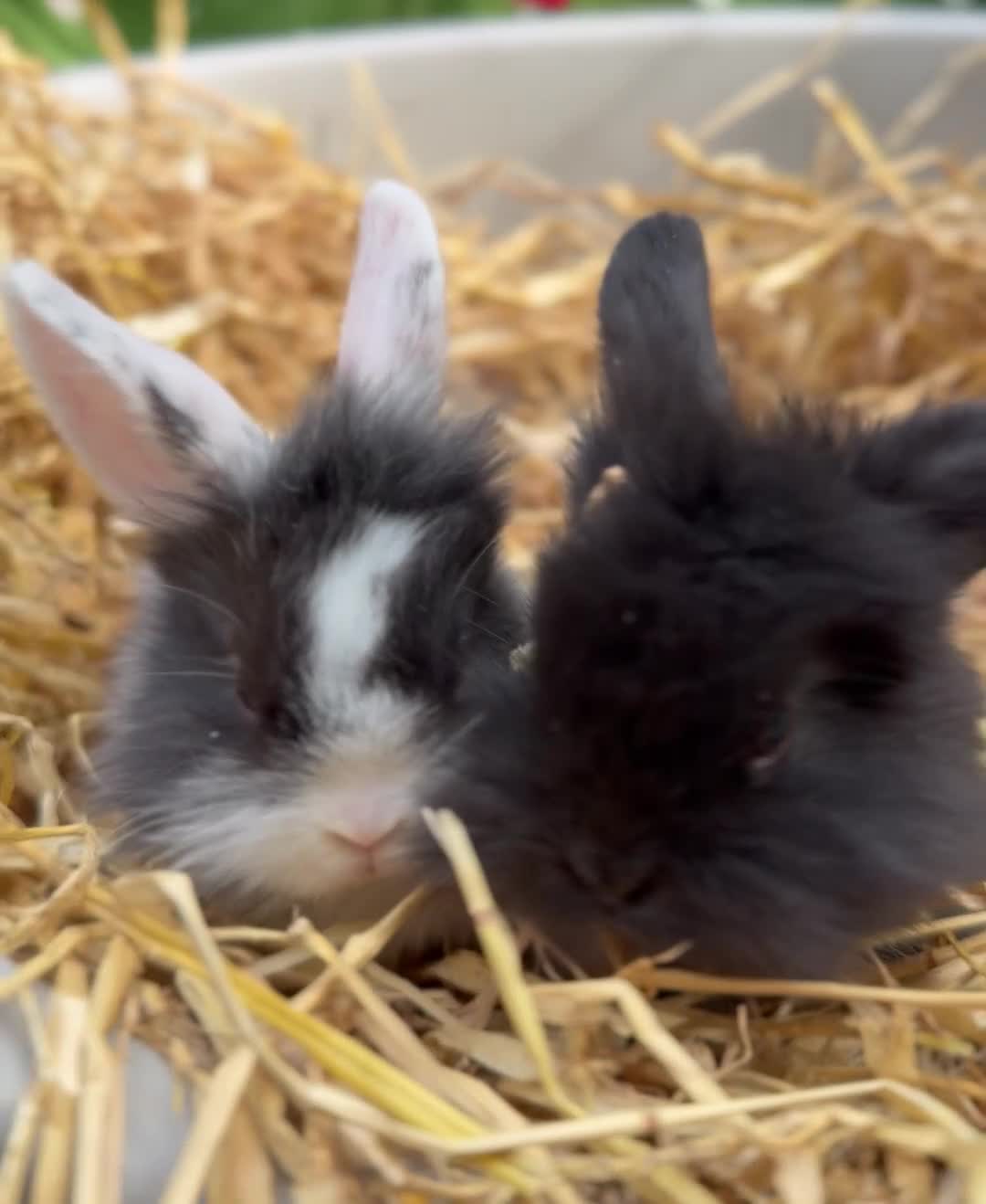 Mini Lion Lop rabbits for sale: Mini lion lop & netherland dwarfs  in Ashton-under-Lyne - Video 2