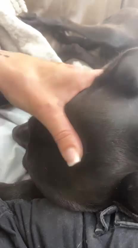 Mixed Breed dogs for adoption: Captain - Video 3