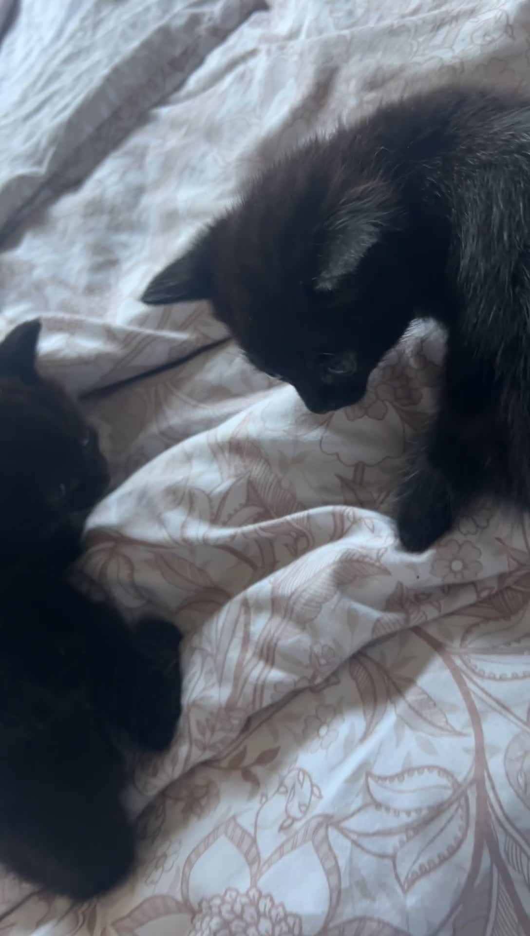 Domestic Shorthair cats for sale: 3 beautiful kittens for sale - Video 2