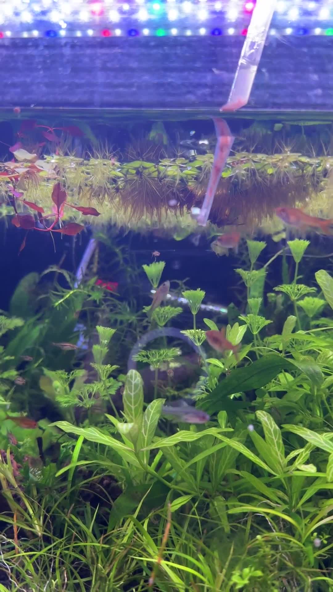 Tetras fish for sale: School of 9 ember tetras in Slough - Video 1
