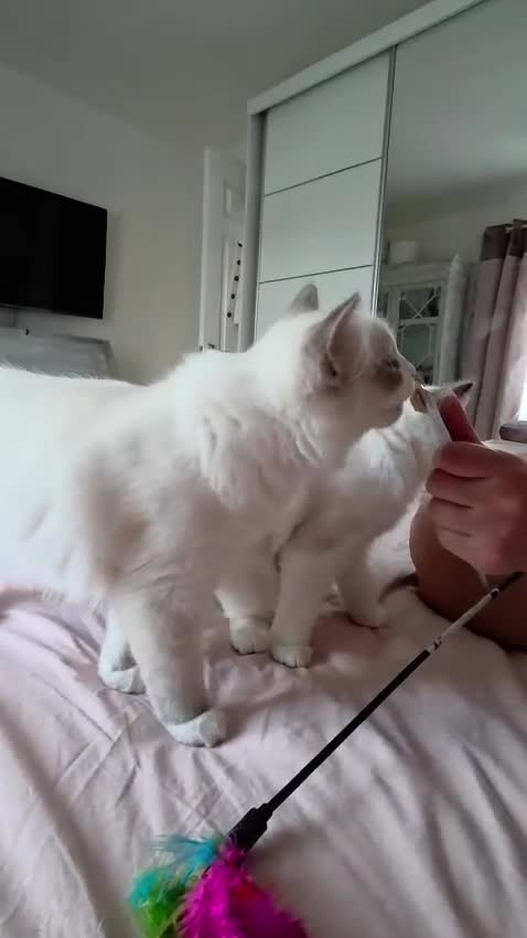 Ragdoll cats for sale:  TICA Ragdoll female - Video 2