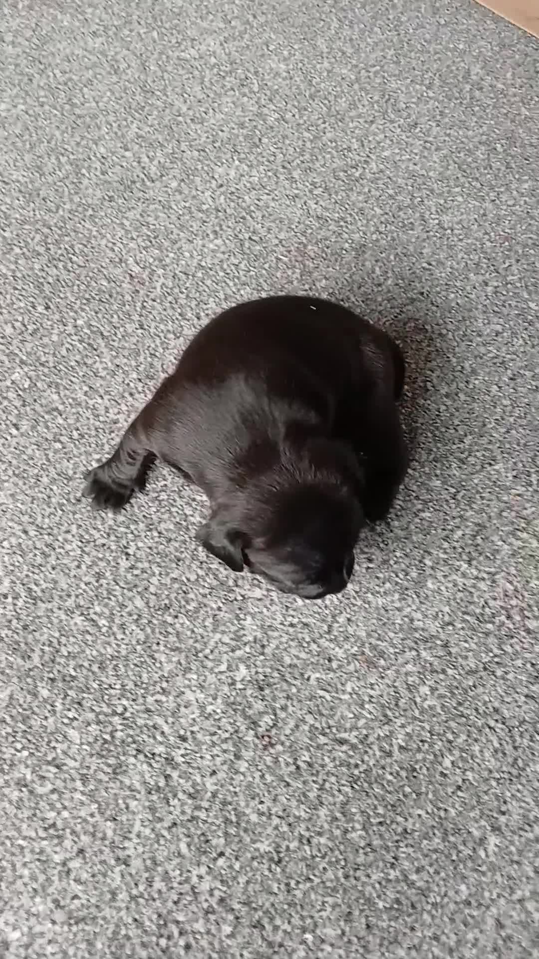 Staffordshire Bull Terrier dogs for sale: Stunning Staffy girl - Video 1