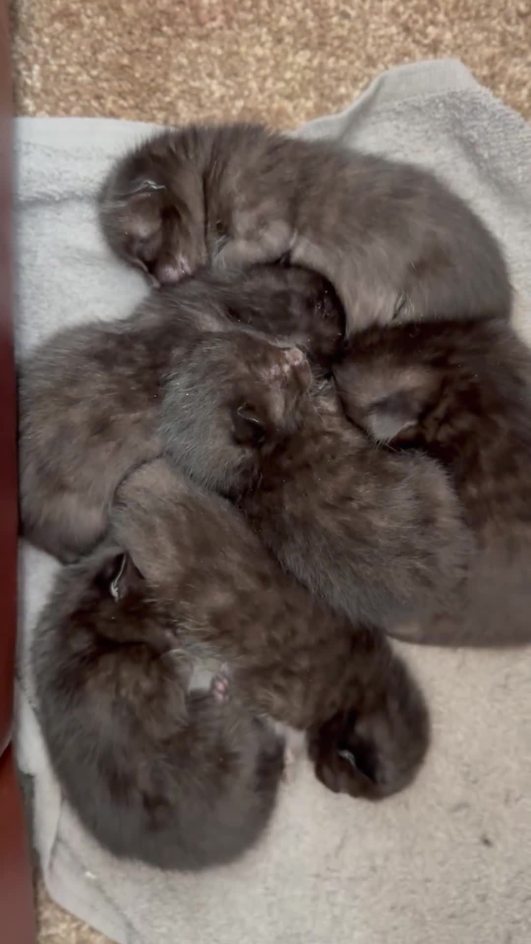 Bengal cats for sale: Bengal Kittens – Well Socialised & Healthy - Video 2