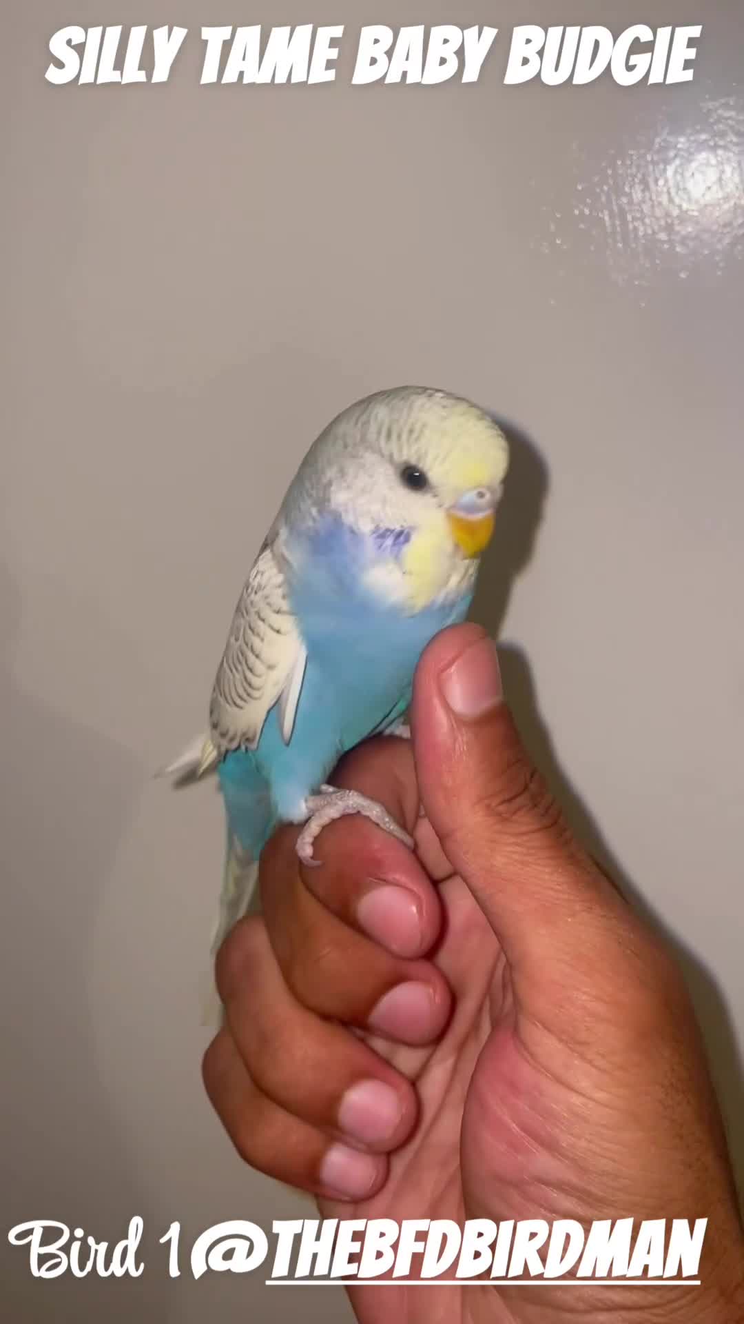 Budgerigars birds for sale: 100% Silly Tame Baby Budgies - Video 1