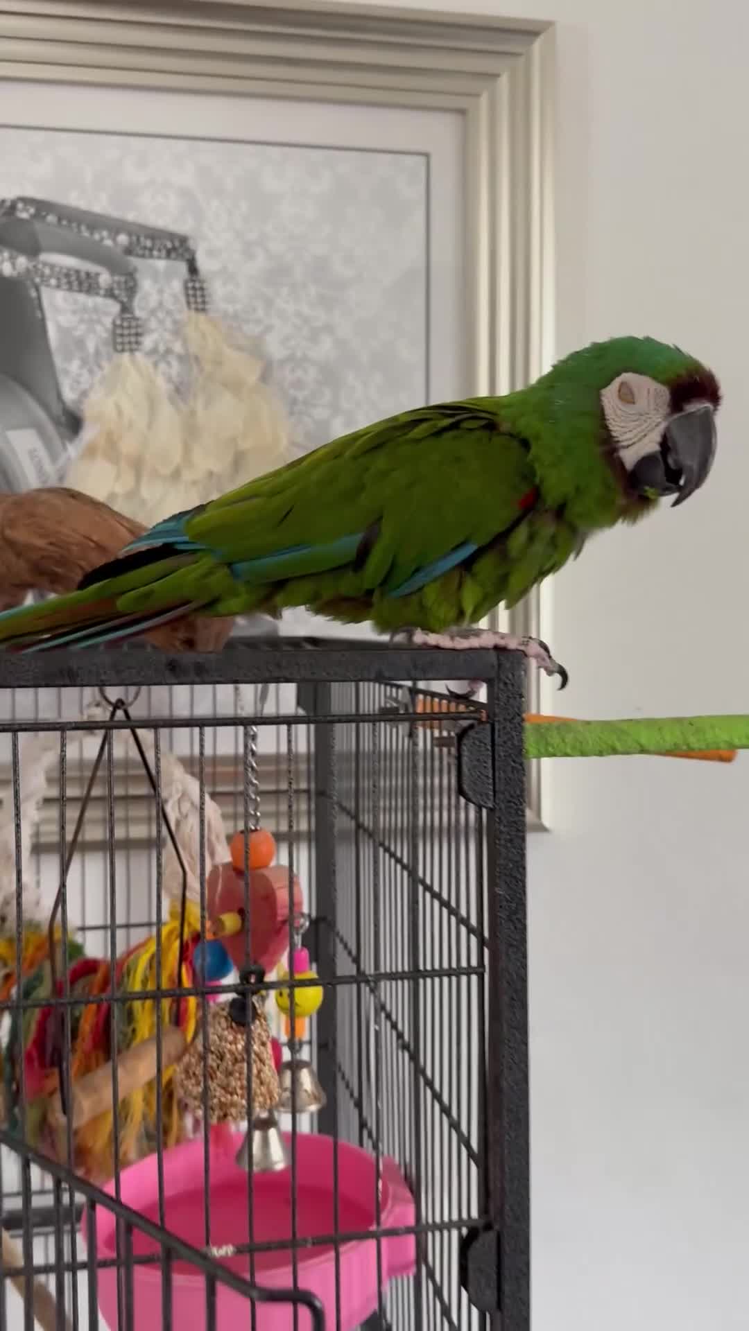 Macaws birds for sale: Talking chestnut fronted macaw  - Video 1