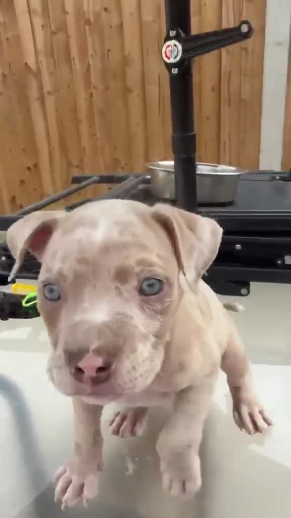 American Bully dogs for sale: Pocket bully puppies  - Video 1