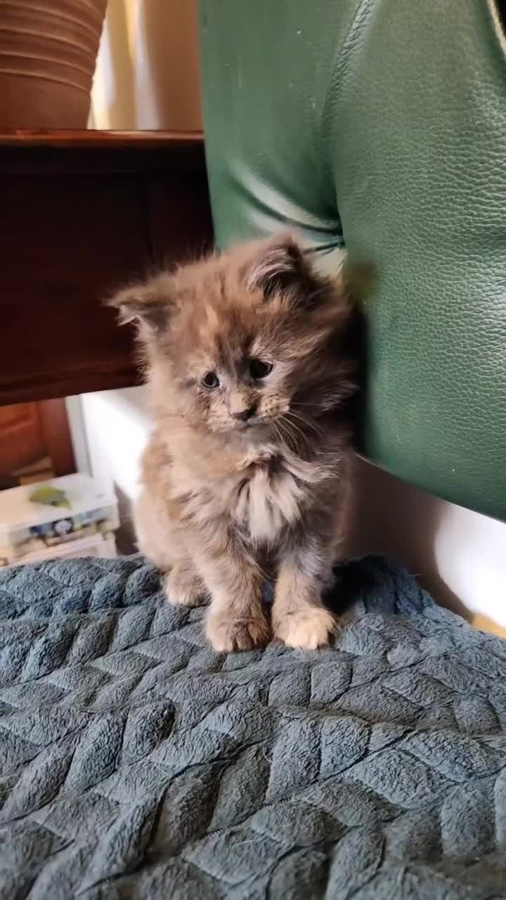 Maine Coon cats for sale: Maine Coons kitten Birmingham  - Video 5