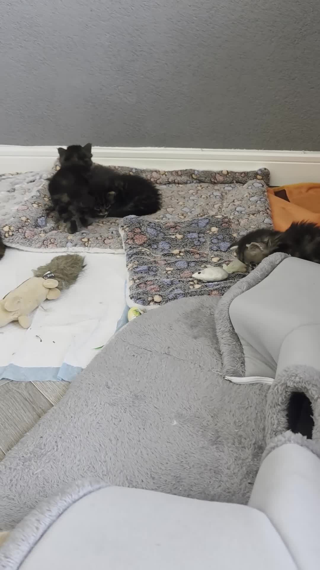 Maine Coon cats for sale: Maine coon kittens for sale  - Video 1