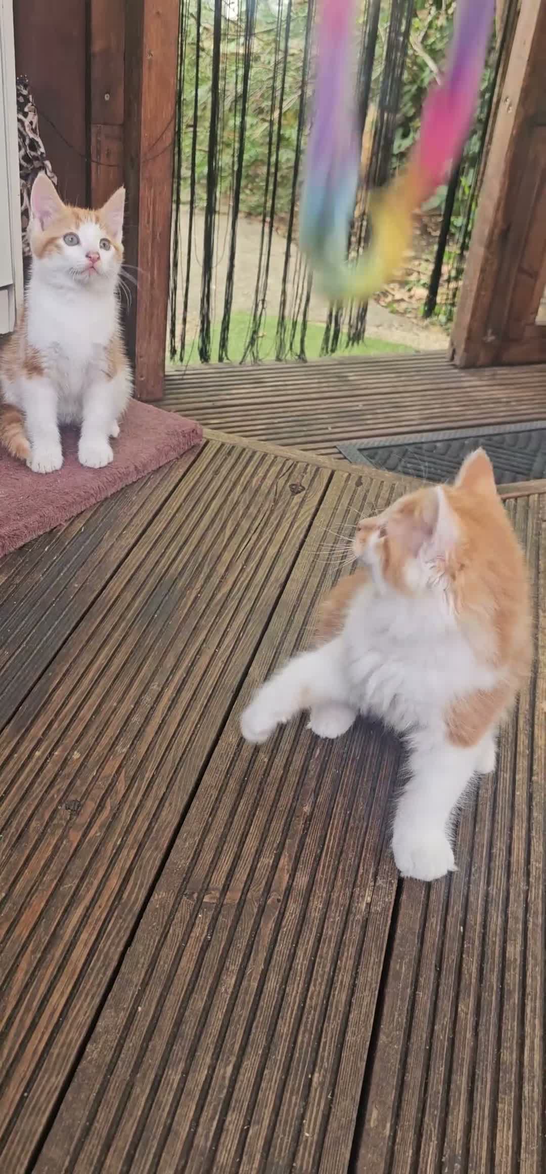Mixed Breed cats for sale: 2 Ginger Male kittens ready for new home now! in West Drayton - Video 1