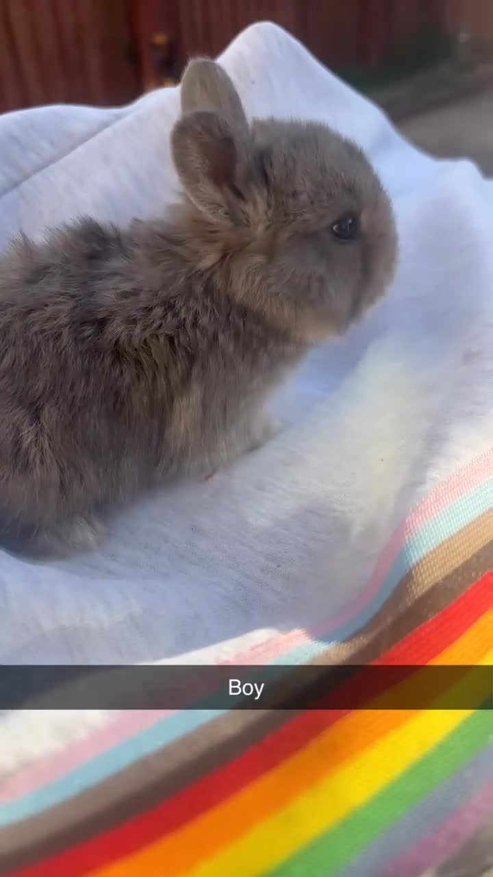 Mixed Breed rabbits for sale: Adorable  baby rabbits available! - Video 4