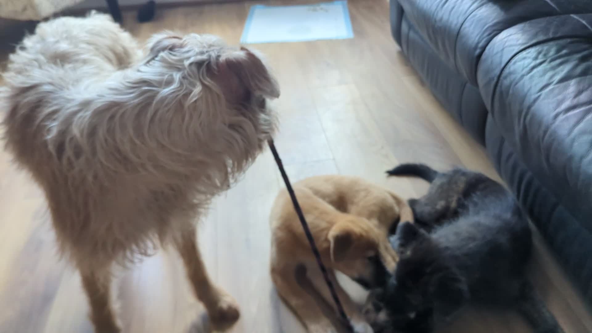 Mixed Breed dogs for sale: Stunning WolfAkita Pups – 1 Boy/1 Girl Ready now!  in Southampton - Video 1